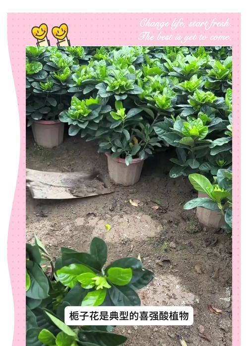 栀子花种植的最佳时间是什么时候？如何提高栀子花的成活率？