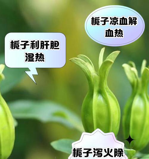 栀子花种植的最佳时间是什么时候？如何提高栀子花的成活率？