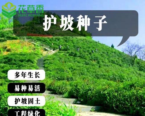 北方护坡荆条怎么种植？种植北方护坡荆条有哪些要点？