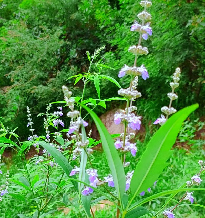 北方护坡荆条怎么种植？种植北方护坡荆条有哪些要点？