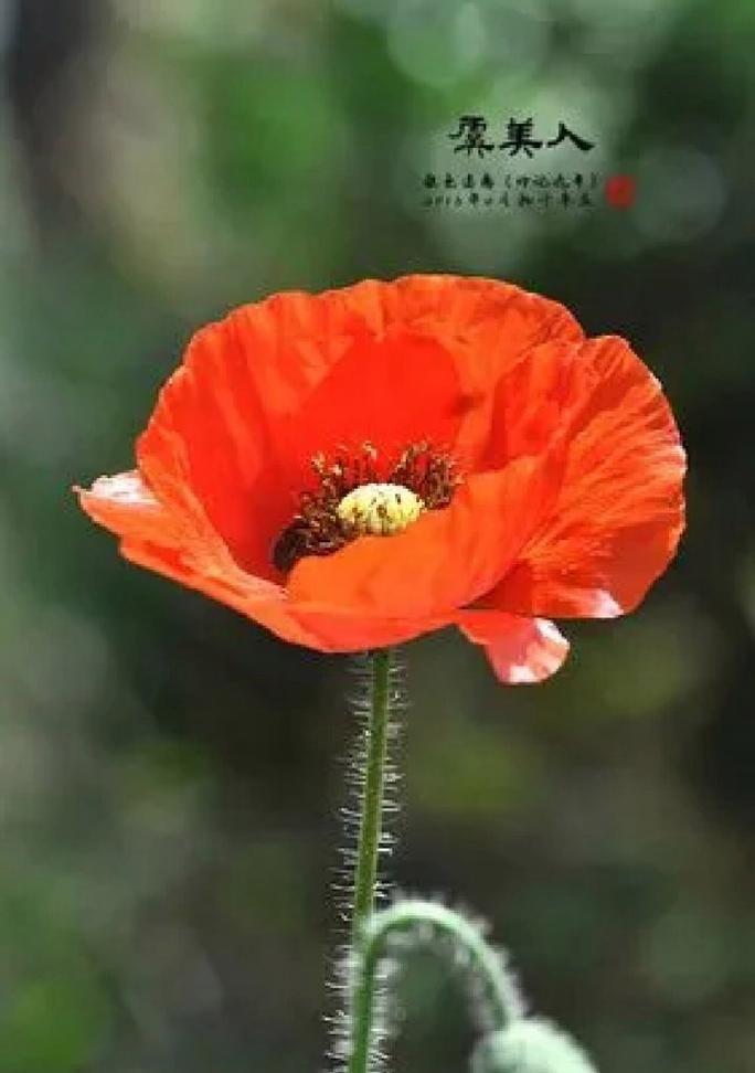 虞美人花是宿根花吗？虞美人花的种植和养护方法是什么？