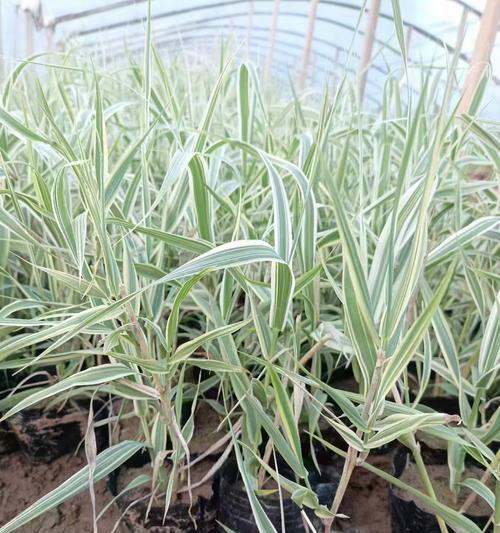 花叶芦竹如何种植？种植过程中有哪些注意事项？