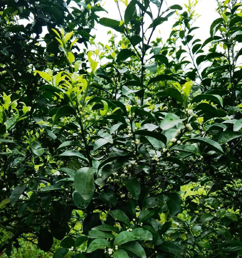 丙环唑使用时机如何选择？花芽萌发前还是现蕾时更有效？