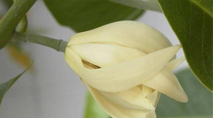 黄角兰如何进行嫁接？嫁接黄角兰的最佳时机是什么时候？