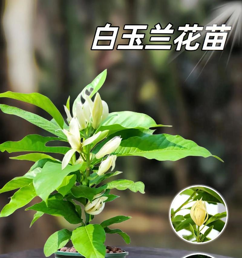 黄角兰如何进行嫁接？嫁接黄角兰的最佳时机是什么时候？