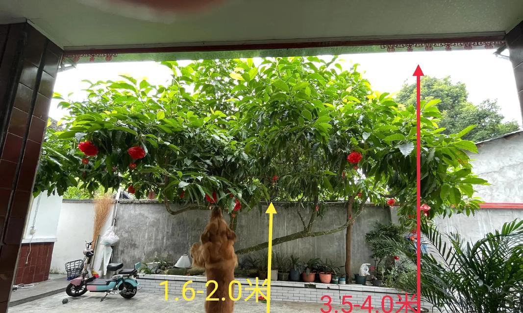 黄角兰如何进行嫁接？嫁接黄角兰的最佳时机是什么时候？