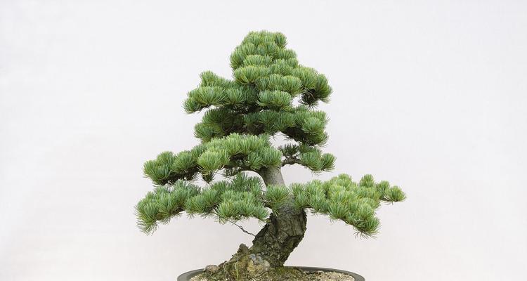 五针松的正确种植步骤是什么？种植后如何管理？