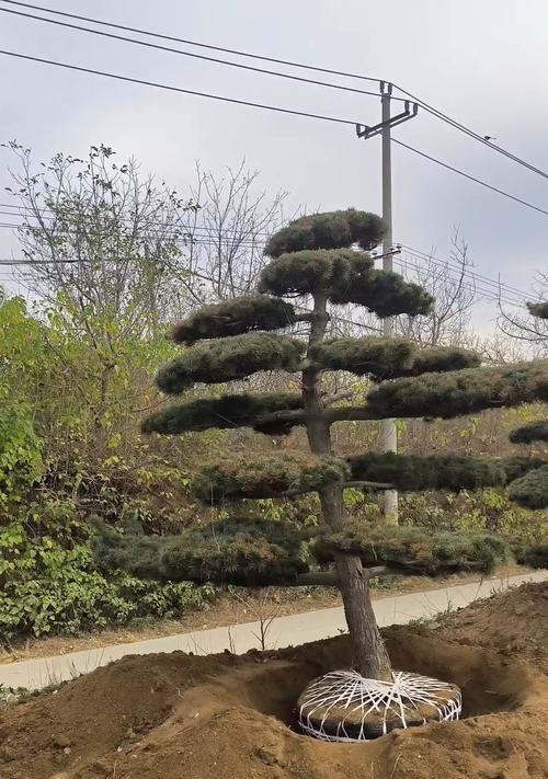 五针松的正确种植步骤是什么？种植后如何管理？