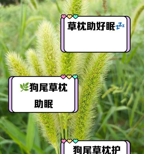 皱叶狗尾草如何种植？皱叶狗尾草种植过程中应注意什么？