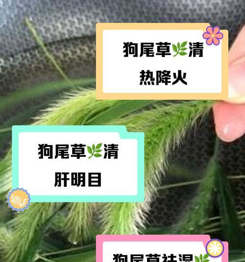皱叶狗尾草如何种植？皱叶狗尾草种植过程中应注意什么？