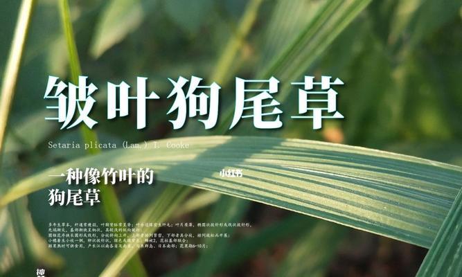 皱叶狗尾草如何种植？皱叶狗尾草种植过程中应注意什么？