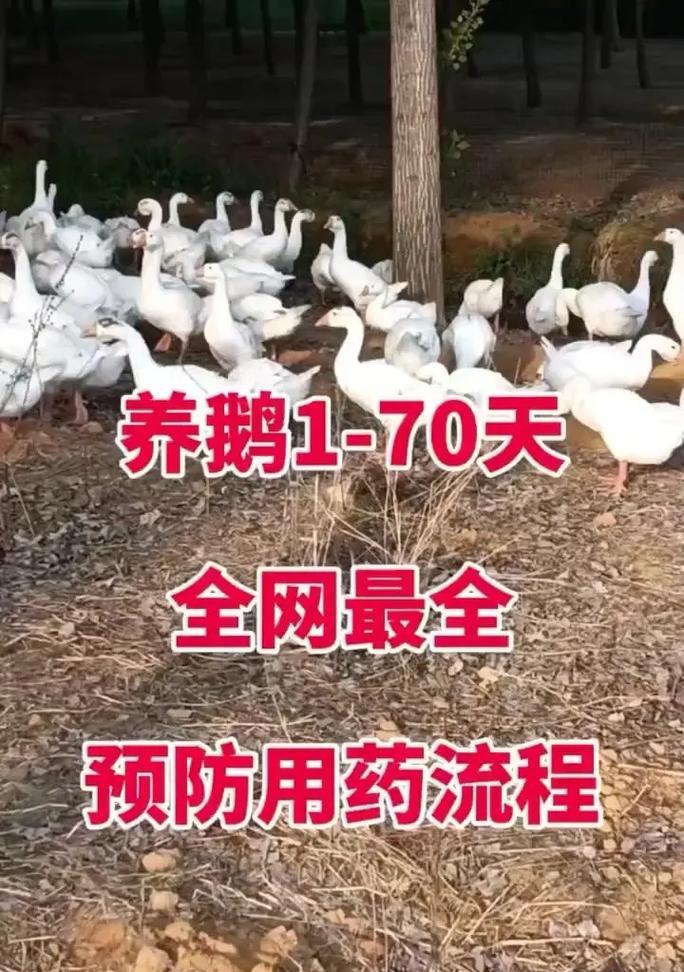 草料养鹅鸭的方法是什么？鹅鸭的饲养需要注意哪些问题？