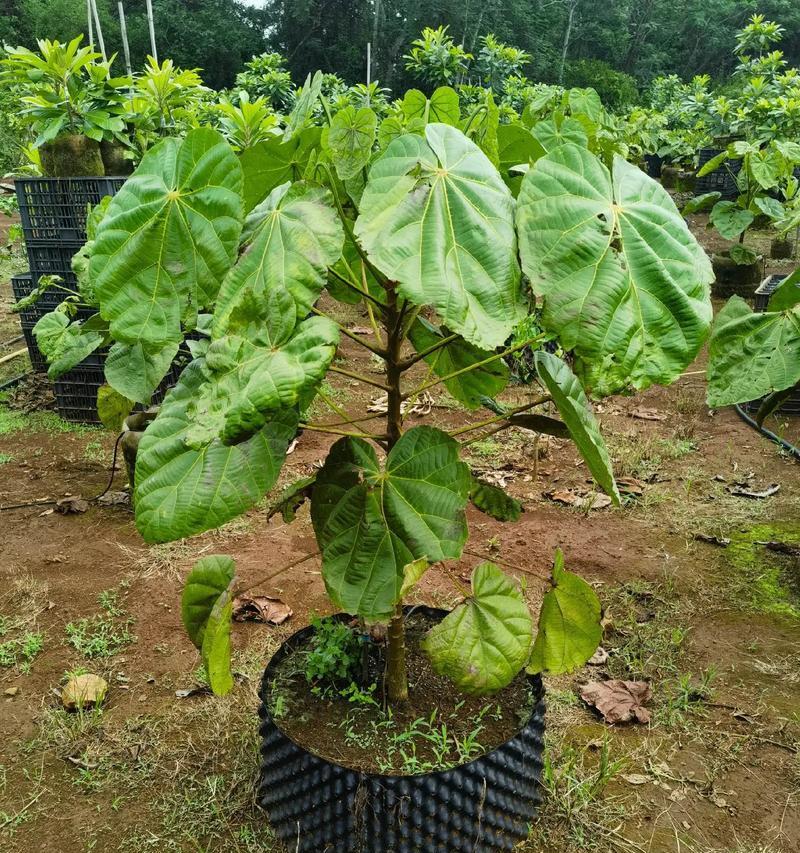 海南柿如何种植？掌握正确的海南柿种植技巧！