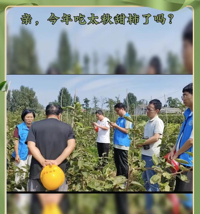海南柿如何种植？掌握正确的海南柿种植技巧！