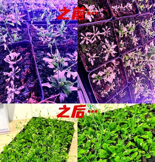 紫花硬毛南芥如何种植？种植过程中有哪些技巧？