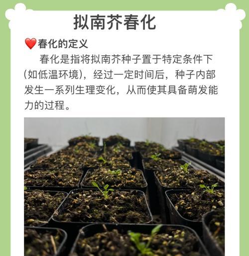 紫花硬毛南芥如何种植？种植过程中有哪些技巧？