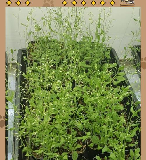紫花硬毛南芥如何种植？种植过程中有哪些技巧？