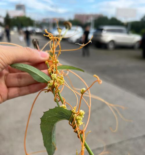 南方菟丝子怎么种植？种植时有哪些要点？