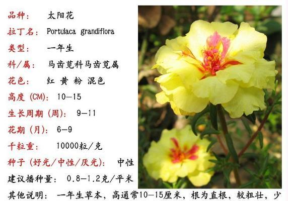 太阳花种子应在几月份种植？种植后多久发芽？