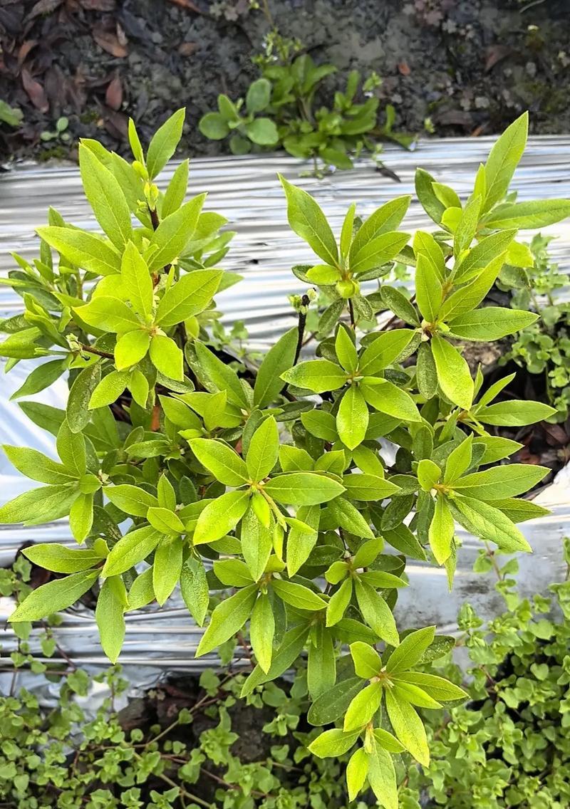 一平方千米需要多少绿化毛娟？种植时应注意什么问题？