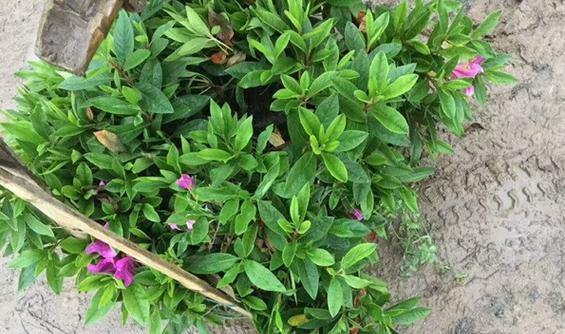 一平方千米需要多少绿化毛娟？种植时应注意什么问题？