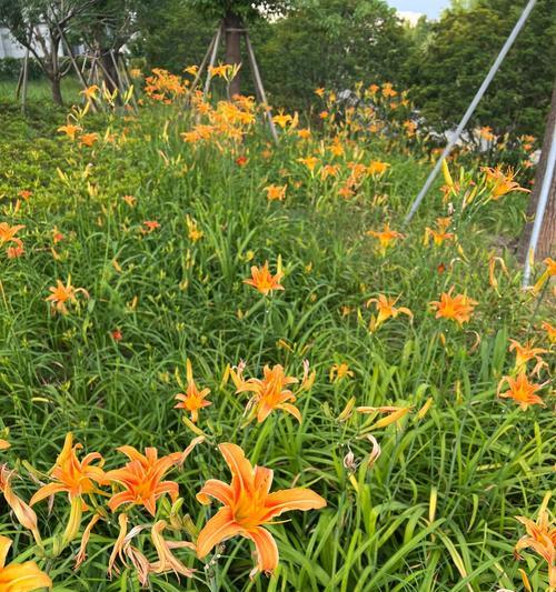 路边绿化适合种植哪些开黄花的植物？如何进行养护？