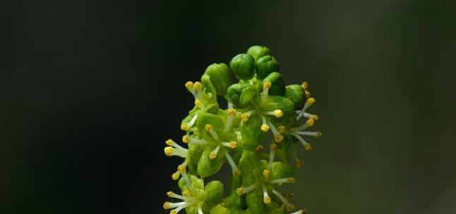 中华青牛胆如何种植？种植中华青牛胆有哪些要点？