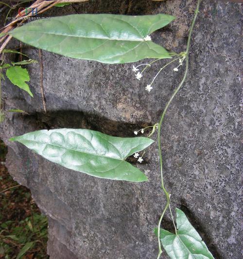 中华青牛胆如何种植？种植中华青牛胆有哪些要点？