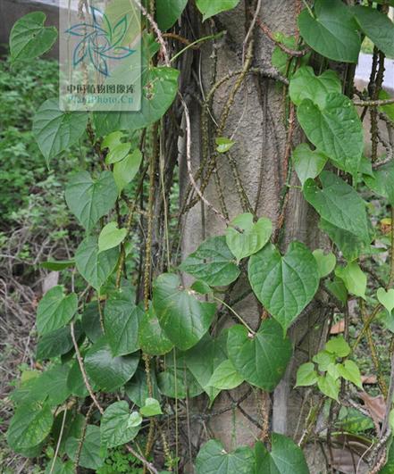 中华青牛胆如何种植？种植中华青牛胆有哪些要点？