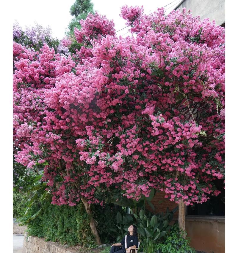 花树能否越过房门顶？了解花树生长的极限高度！