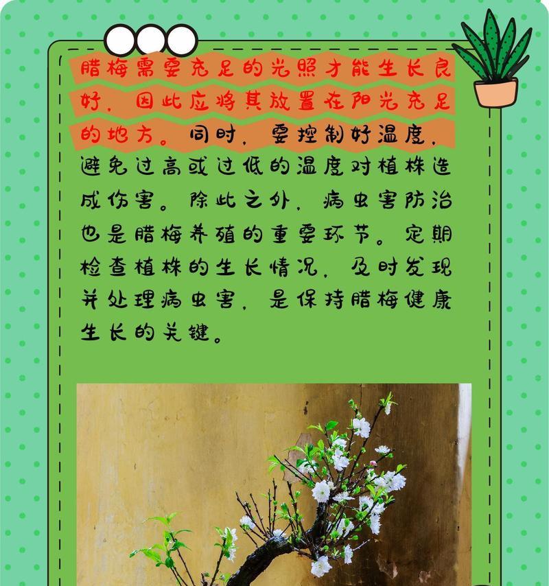 秋季移植腊梅需要注意什么？