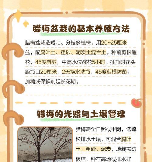 秋季移植腊梅需要注意什么？