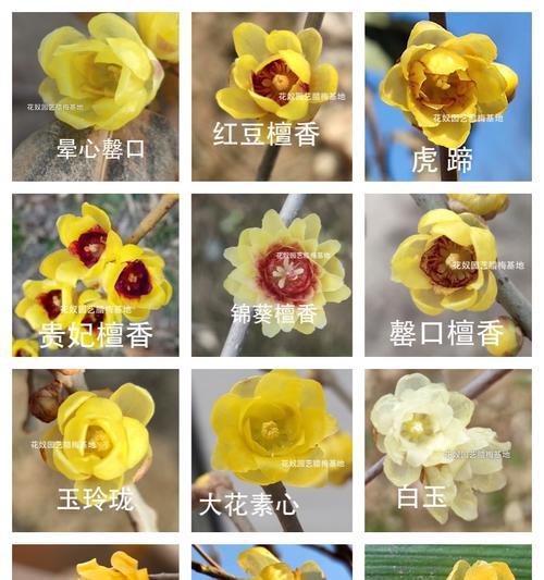 秋季移植腊梅需要注意什么？