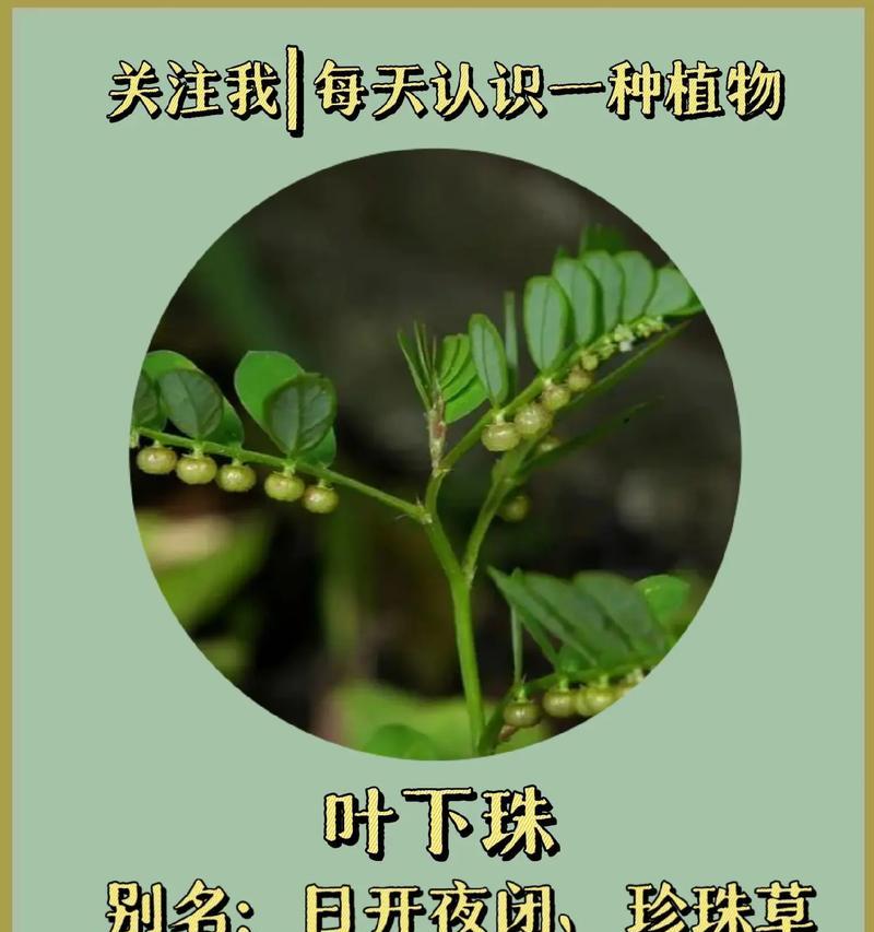 苦味叶下珠如何种植？种植过程中需要注意哪些问题？