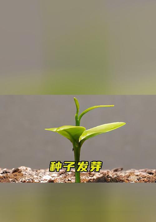 橘子种子何时种植最佳？种植前需要准备什么？