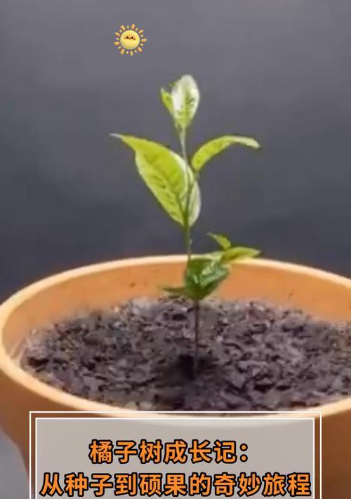 橘子种子何时种植最佳？种植前需要准备什么？
