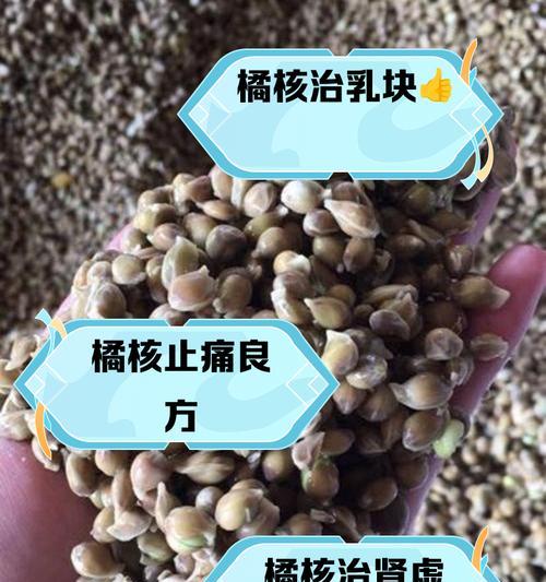 橘子种子何时种植最佳？种植前需要准备什么？