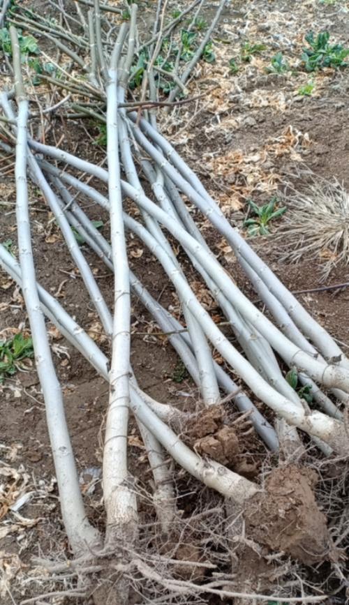 核桃树如何种植？种植核桃有哪些技巧？