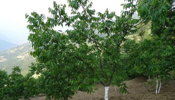 核桃树如何种植？种植核桃有哪些技巧？
