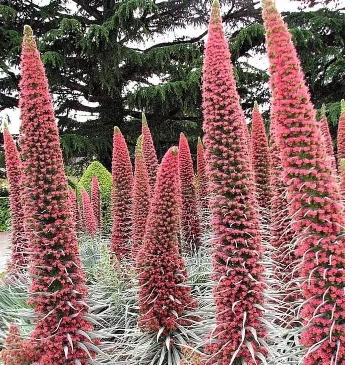 蓝蓟如何种植？种植蓝蓟需要注意哪些问题？