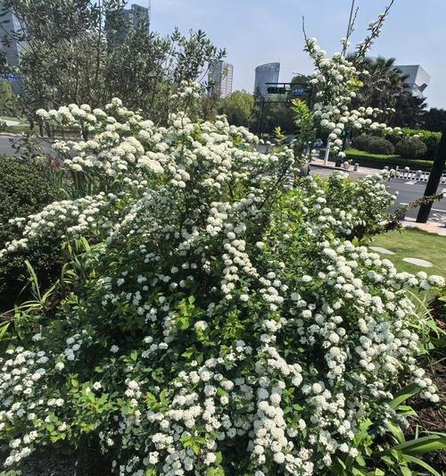 绣线菊的种植步骤是什么？绣线菊如何管理？