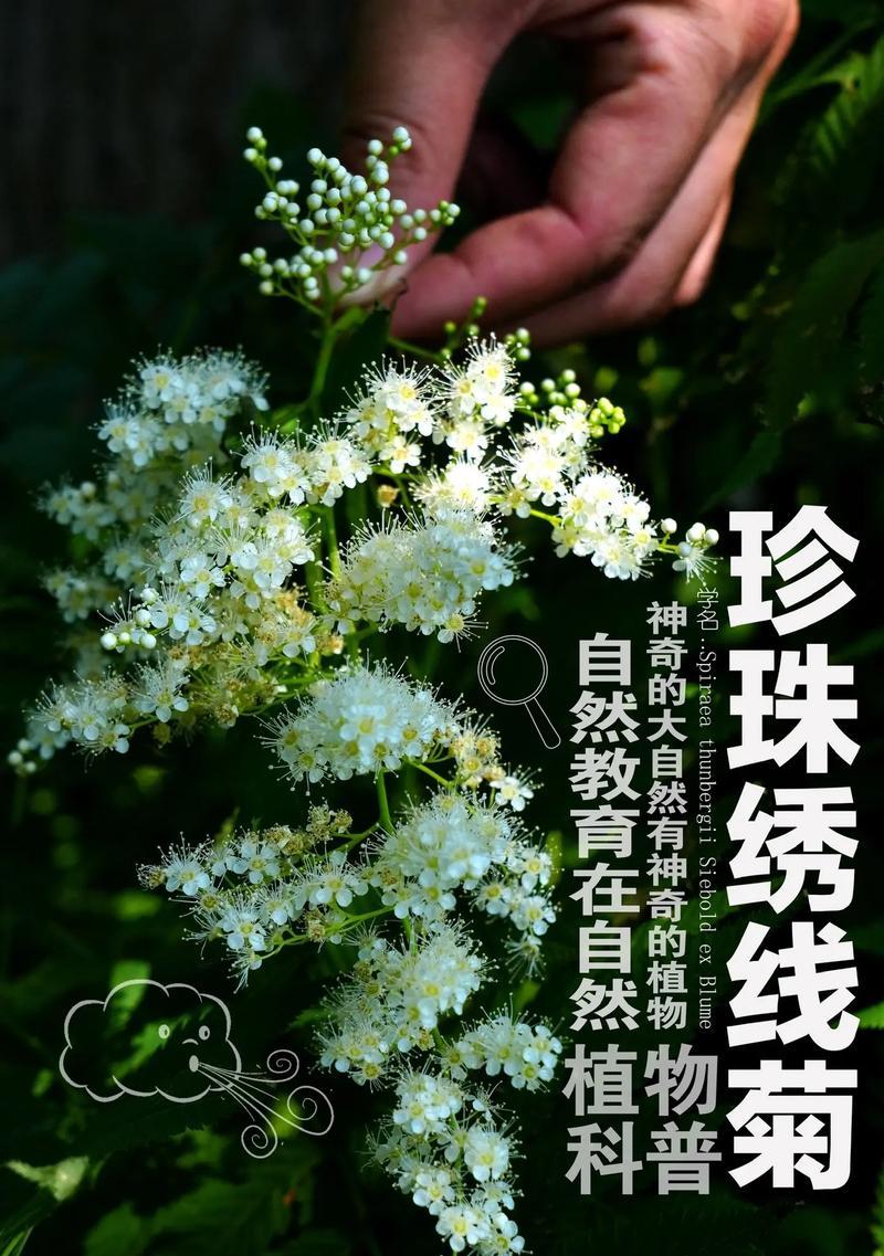绣线菊的种植步骤是什么？绣线菊如何管理？