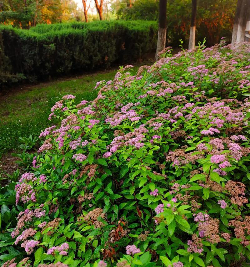 绣线菊的种植步骤是什么？绣线菊如何管理？