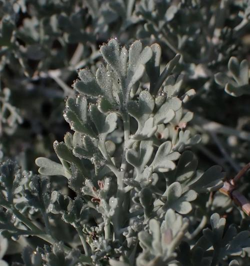 灰绿黄堇的种植技巧有哪些？怎样才能种植成功？