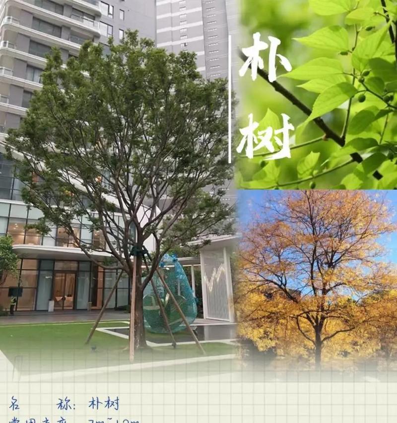 大乔木需要多大的种植空间宽度？种植大乔木有哪些注意事项？