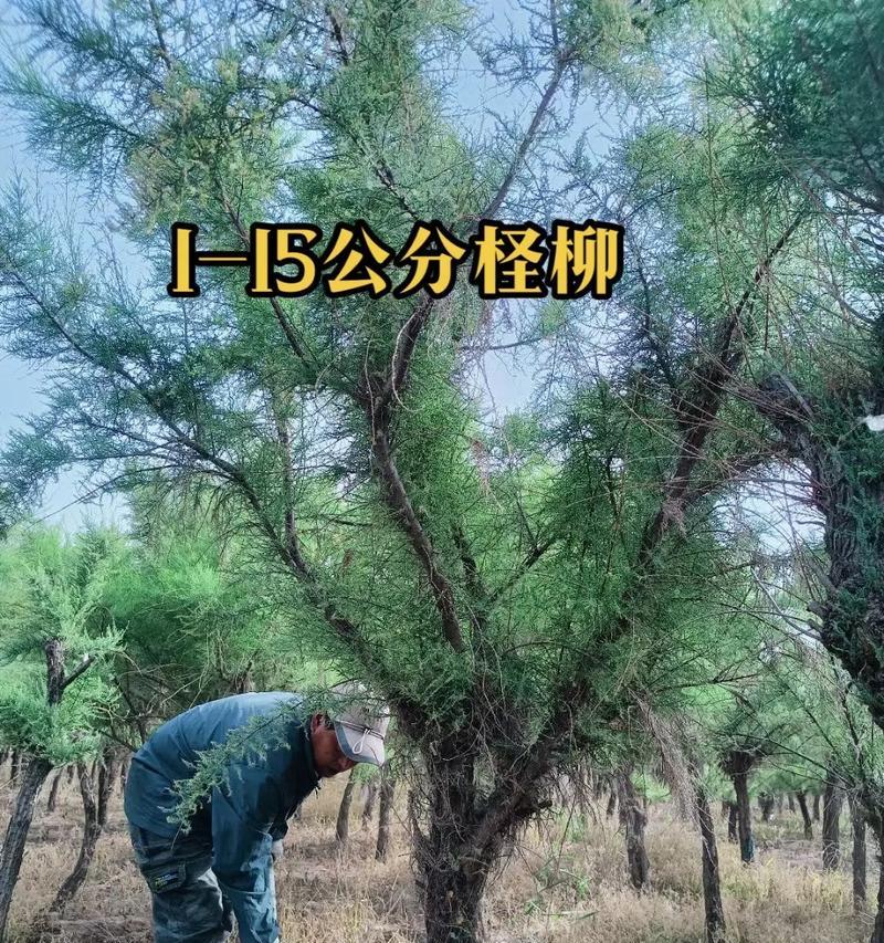 大乔木需要多大的种植空间宽度？种植大乔木有哪些注意事项？