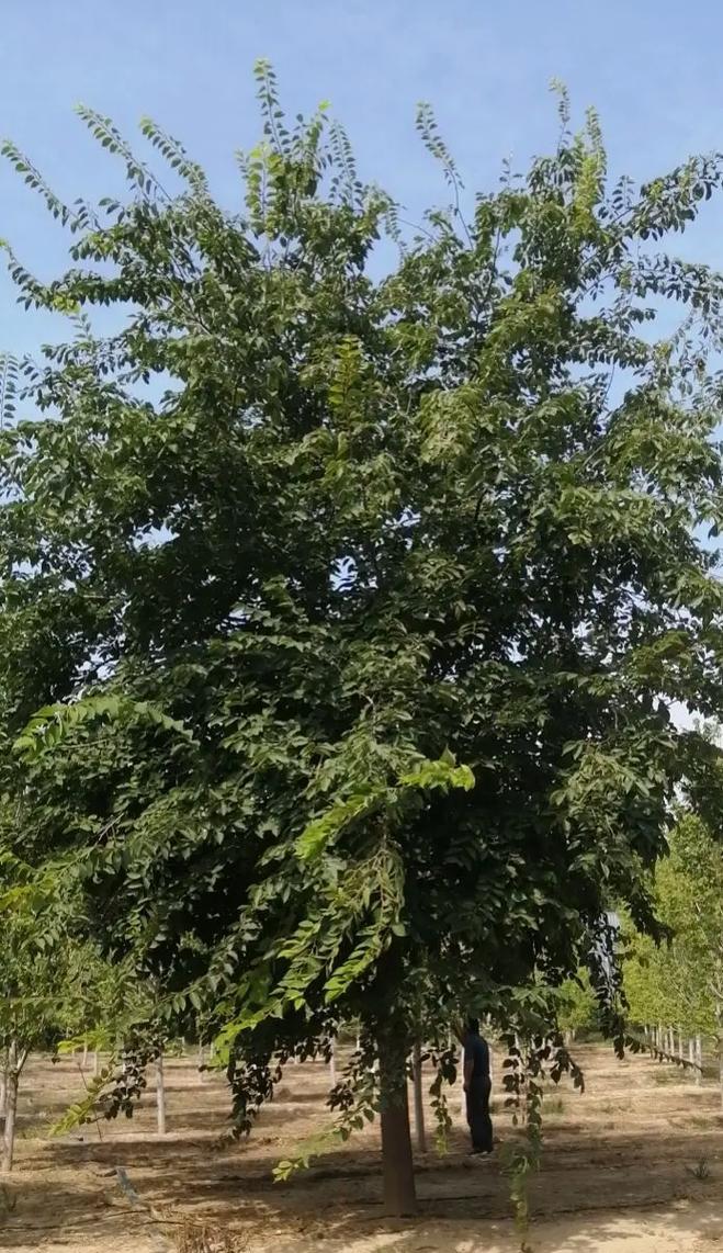 大乔木需要多大的种植空间宽度？种植大乔木有哪些注意事项？