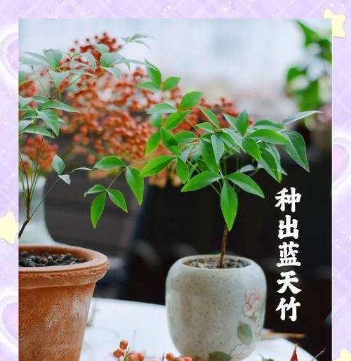 南天竹播种如何提高成活率？播种南天竹有哪些技巧？