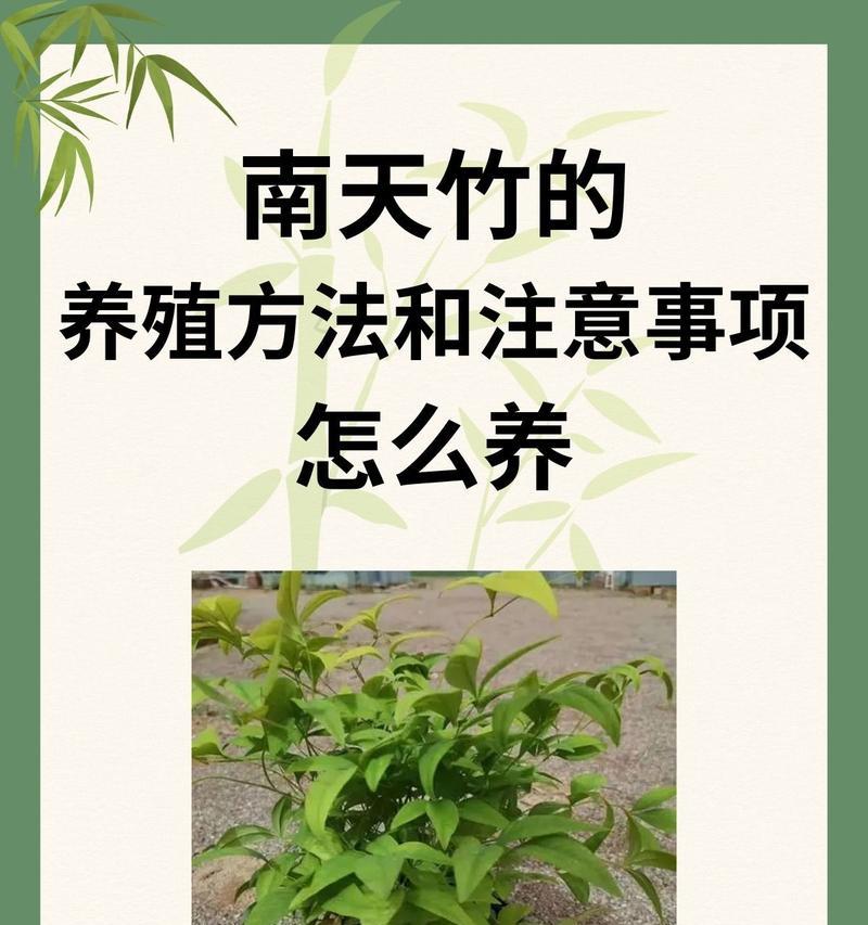 南天竹播种如何提高成活率？播种南天竹有哪些技巧？