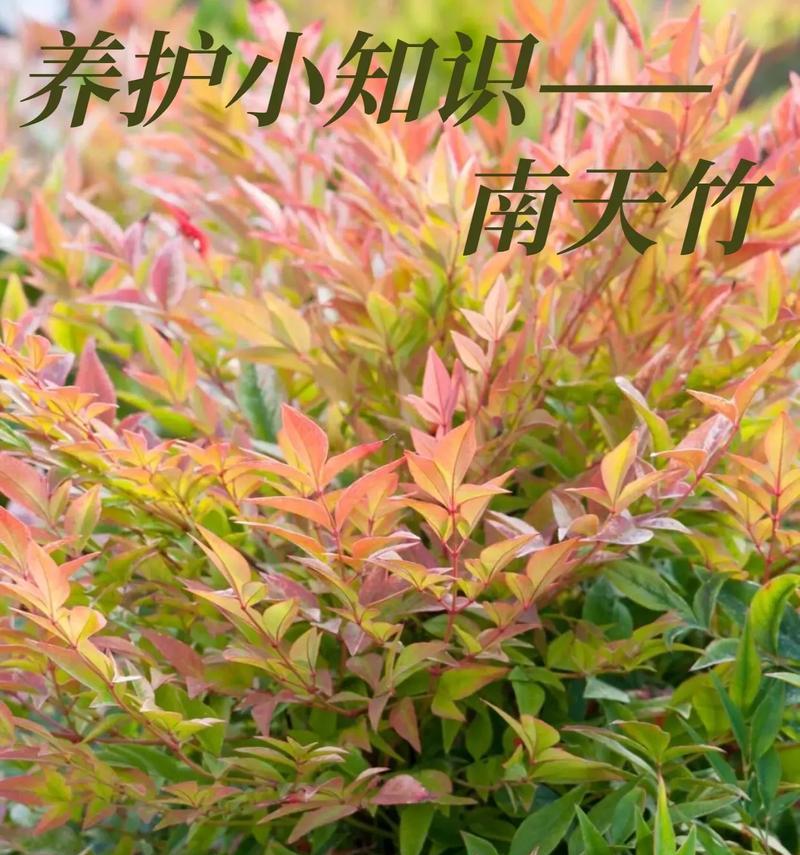 南天竹播种如何提高成活率？播种南天竹有哪些技巧？